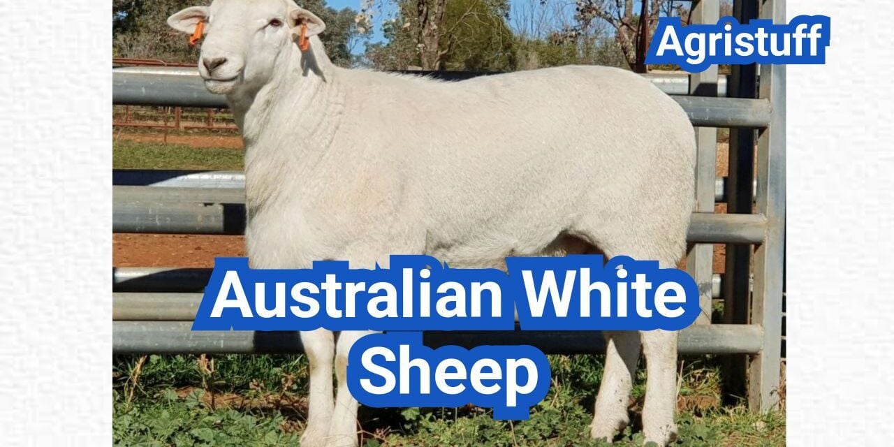 Australian White Sheep: History, Origin, Characteristics, Breeding And Uses