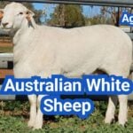Australian White Sheep: History, Origin, Characteristics, Breeding And Uses