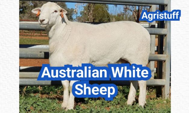 Australian White Sheep: History, Origin, Characteristics, Breeding And Uses