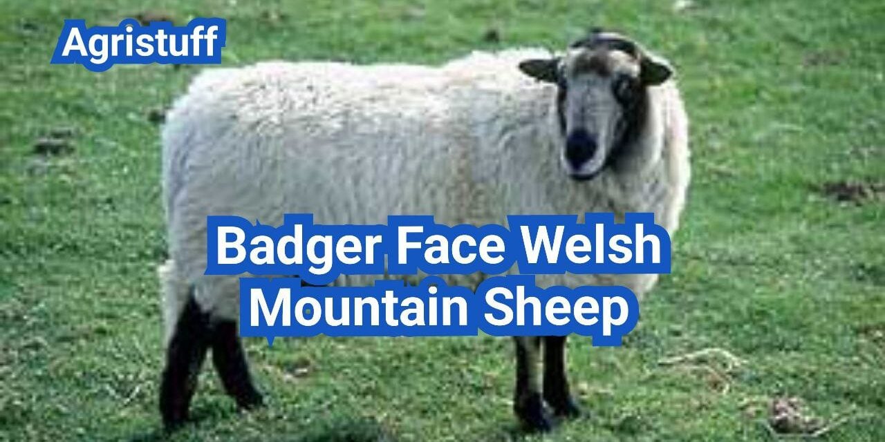 Badger Face Welsh Mountain Sheep: History, Origin, Characteristics, Breeding And Uses