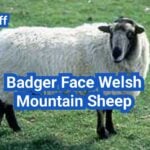 Badger Face Welsh Mountain Sheep: History, Origin, Characteristics, Breeding And Uses