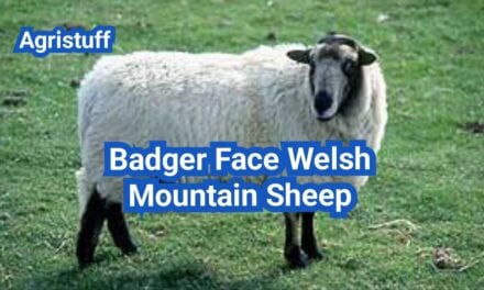 Badger Face Welsh Mountain Sheep: History, Origin, Characteristics, Breeding And Uses