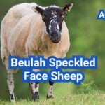 Beulah Speckled Face Sheep: History, Origin, Characteristics, Breeding And Uses