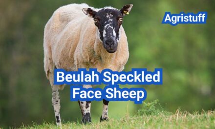 Beulah Speckled Face Sheep: History, Origin, Characteristics, Breeding And Uses