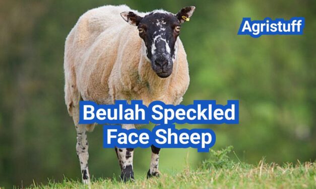 Beulah Speckled Face Sheep: History, Origin, Characteristics, Breeding And Uses