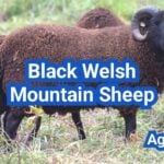 Black Welsh Mountain Sheep: History, Origin, Characteristics, Breeding And Uses