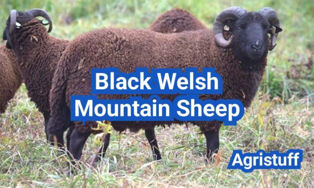 Black Welsh Mountain Sheep: History, Origin, Characteristics, Breeding And Uses
