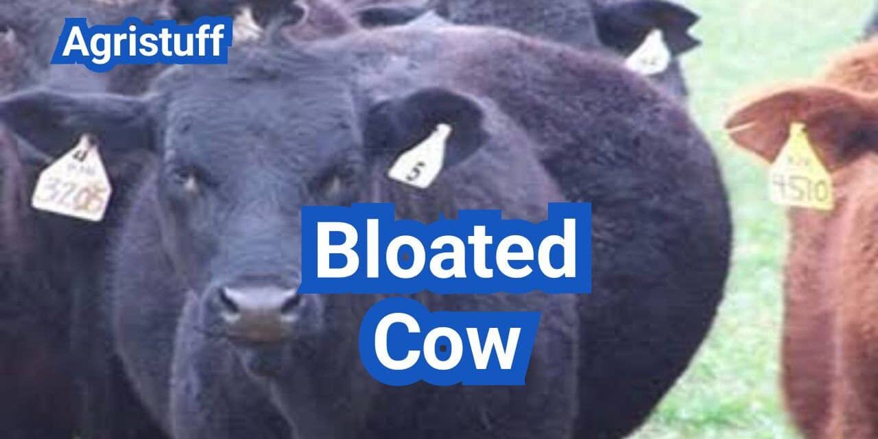 Bloated Cow: Causes, Emergency Steps, and When to Call the Vet