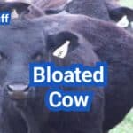 Bloated Cow: Causes, Emergency Steps, and When to Call the Vet