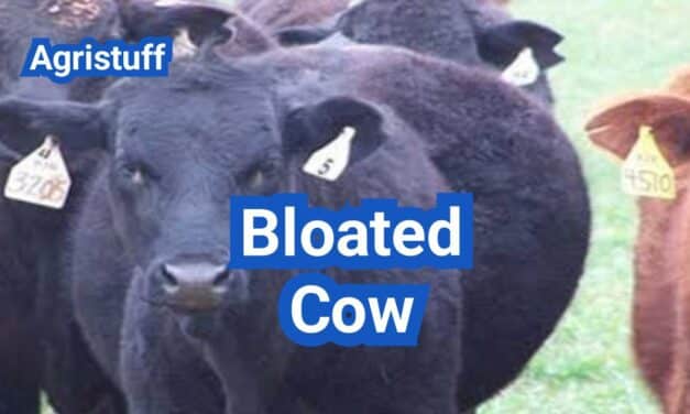 Bloated Cow: Causes, Emergency Steps, and When to Call the Vet