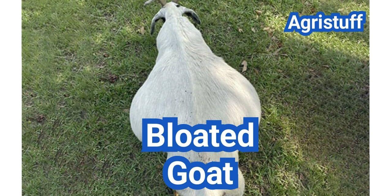 Bloated Goat: Causes, Safe Treatments And Prevention