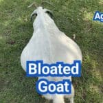 Bloated Goat: Causes, Safe Treatments And Prevention