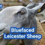 Bluefaced Leicester Sheep: History, Origin, Characteristics, Breeding And Uses