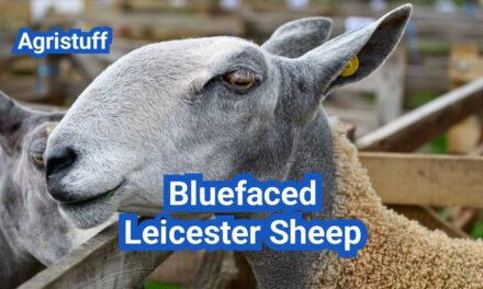 Bluefaced Leicester Sheep: History, Origin, Characteristics, Breeding And Uses