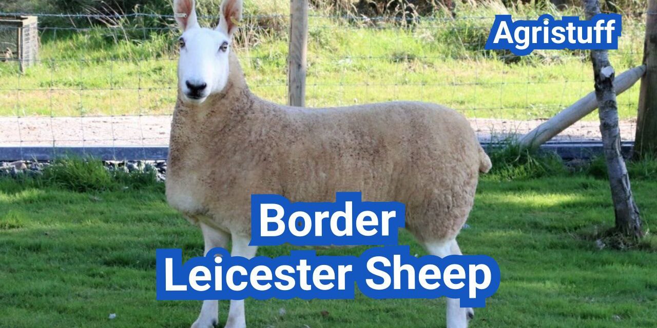 Border Leicester Sheep: History, Origin, Characteristics, Breeding And Uses