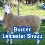 Border Leicester Sheep: History, Origin, Characteristics, Breeding And Uses