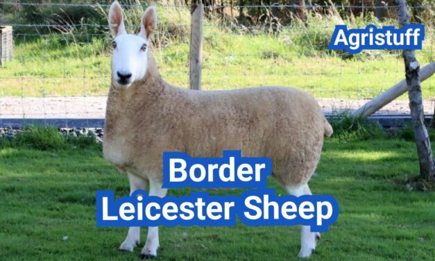 Border Leicester Sheep: History, Origin, Characteristics, Breeding And Uses
