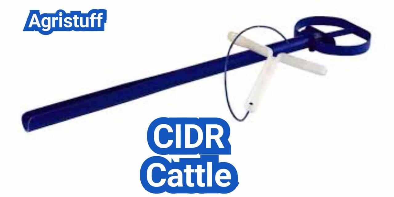 CIDR Cattle: How Progesterone Devices Work for Synchronization