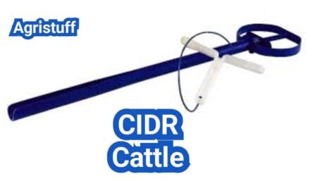 CIDR Cattle: How Progesterone Devices Work for Synchronization