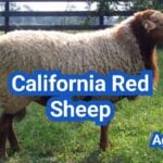 California Red Sheep: History, Origin, Characteristics, Breeding And Uses