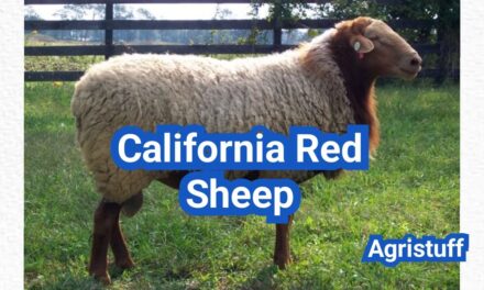 California Red Sheep: History, Origin, Characteristics, Breeding And Uses