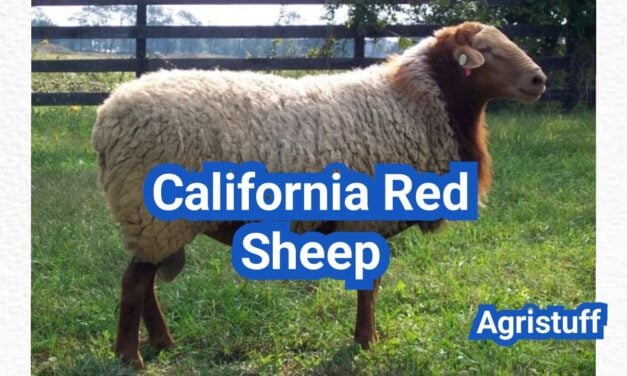California Red Sheep: History, Origin, Characteristics, Breeding And Uses