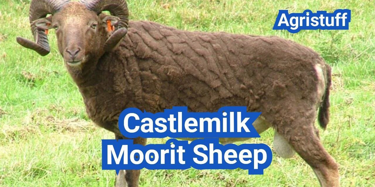 Castlemilk Moorit Sheep: History, Origin, Characteristics, Breeding And Uses
