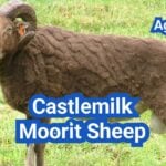 Castlemilk Moorit Sheep: History, Origin, Characteristics, Breeding And Uses