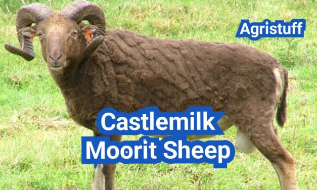 Castlemilk Moorit Sheep: History, Origin, Characteristics, Breeding And Uses