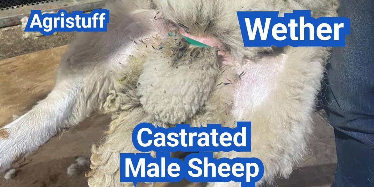 What Is a Wether? Castrated Male Sheep—Behavior, Growth, and Carcass
