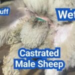 What Is a Wether? Castrated Male Sheep—Behavior, Growth, and Carcass