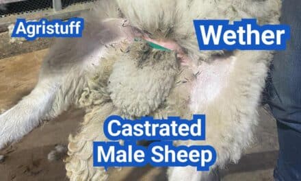 What Is a Wether? Castrated Male Sheep—Behavior, Growth, and Carcass