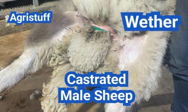 What Is a Wether? Castrated Male Sheep—Behavior, Growth, and Carcass