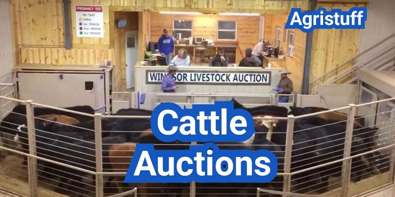 Cattle Auctions in the U.S.: How to Buy and Sell, Fees, and Sale Day Tips