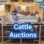 Cattle Auctions in the U.S.: How to Buy and Sell, Fees, and Sale Day Tips