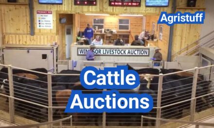 Cattle Auctions in the U.S.: How to Buy and Sell, Fees, and Sale Day Tips