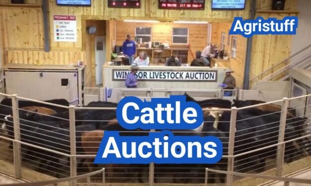 Cattle Auctions in the U.S.: How to Buy and Sell, Fees, and Sale Day Tips