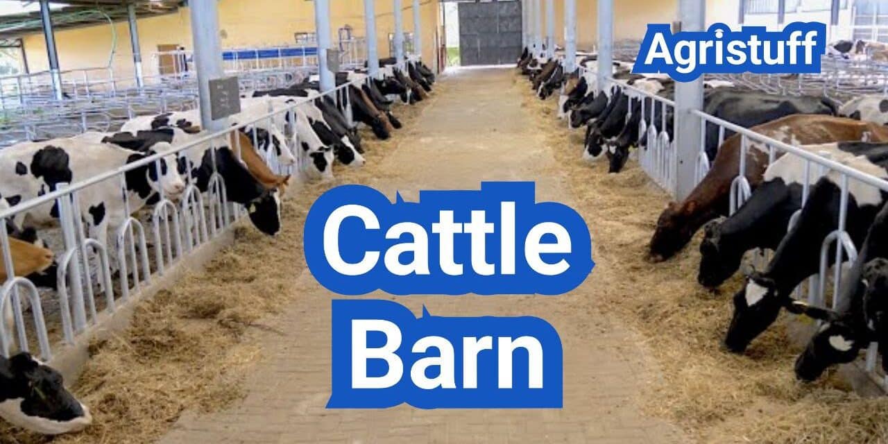Cattle Barn Design: Ventilation, Manure Handling, and Fire Codes