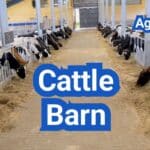 Cattle Barn Design: Ventilation, Manure Handling, and Fire Codes