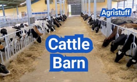 Cattle Barn Design: Ventilation, Manure Handling, and Fire Codes