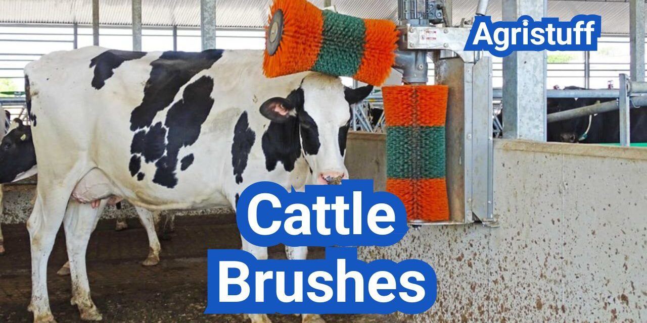 Cattle Brushes: Health Benefits, Placement, and Top Options