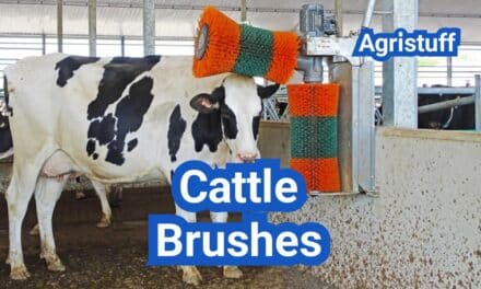 Cattle Brushes: Health Benefits, Placement, and Top Options
