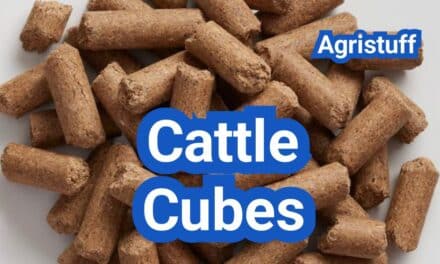 Cattle Cubes: What They Are, When to Use Them, and Cost-Per-Pound Math