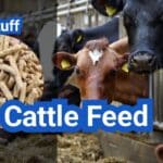 Cattle Feed in the U.S.: Forage vs. Grain, Rations, and Cost per Head