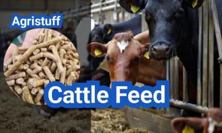Cattle Feed in the U.S.: Forage vs. Grain, Rations, and Cost per Head
