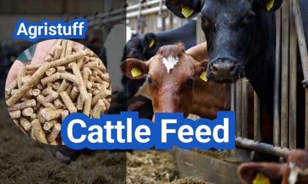 Cattle Feed in the U.S.: Forage vs. Grain, Rations, and Cost per Head