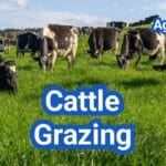 Cattle Grazing Systems: Stocking Rates, Rest Periods, and Pasture Recovery