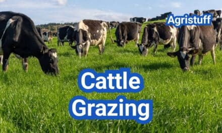 Cattle Grazing Systems: Stocking Rates, Rest Periods, and Pasture Recovery
