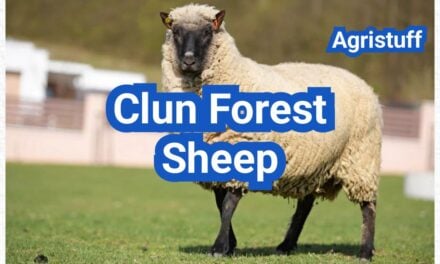 Clun Forest Sheep: History, Origin, Characteristics, Breeding And Uses