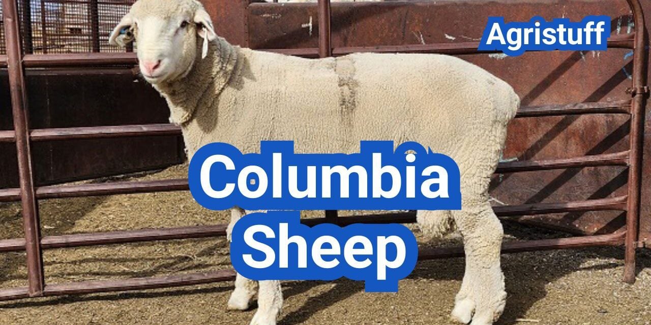 Columbia Sheep: History, Origin, Characteristics, Breeding And Uses